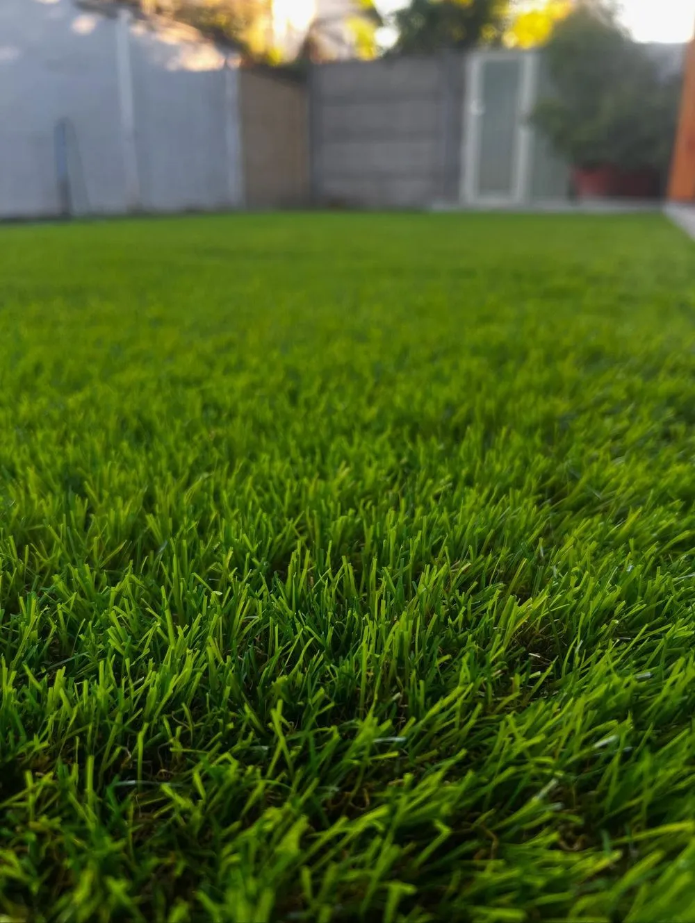 Vista a ras de suelo de un pasto natural recién instalado, parejo y sin uniones visibles